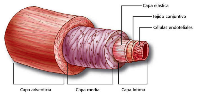 Ateroesclerosis: formación, evolución y riesgos.